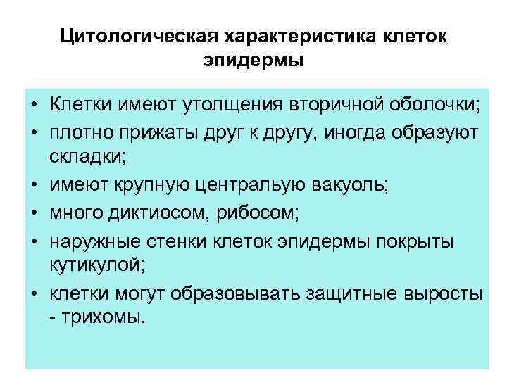 Цитологическая характеристика клеток эпидермы • Клетки имеют утолщения вторичной оболочки; • плотно прижаты друг