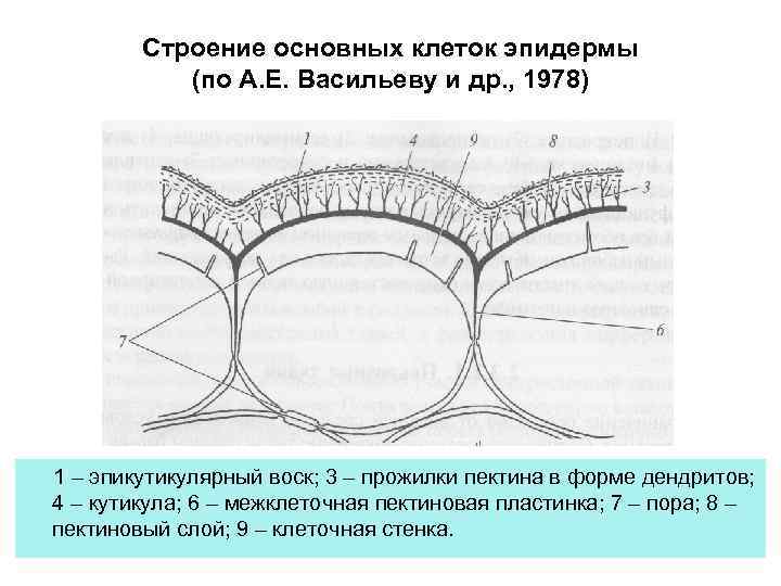 Строение основной