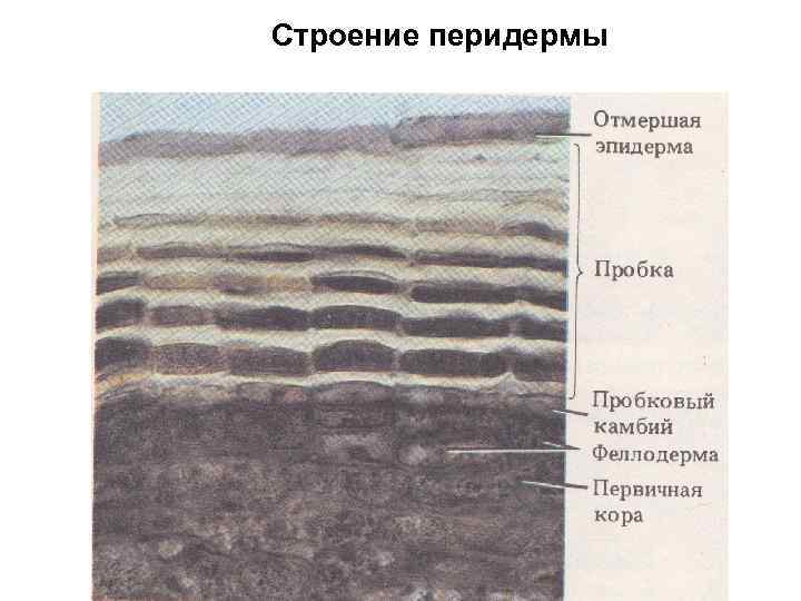 Строение перидермы 