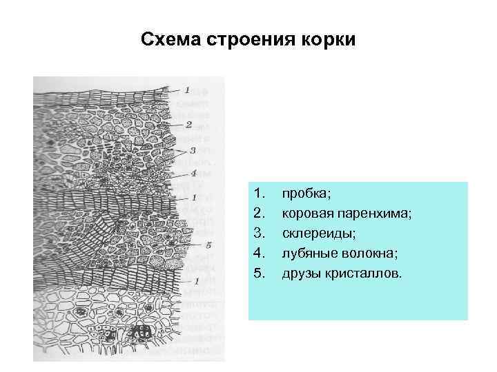 Какое значение имеет пробка. Корка ритидом строение. Корка третичная покровная ткань. Покровная ткань коры дуба. Строение корки древесных растений.