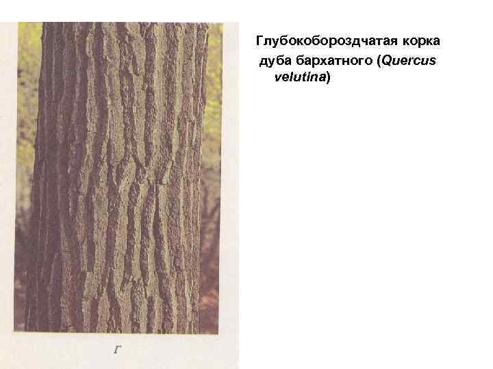 Глубокобороздчатая корка дуба бархатного (Quercus velutina) 