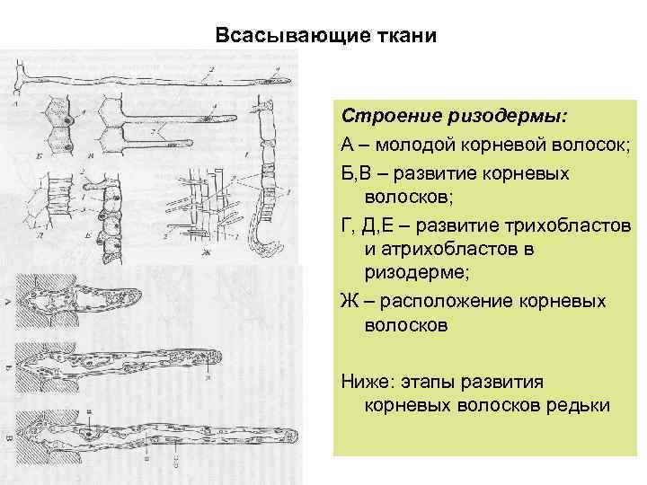 Всасывающие ткани Строение ризодермы: А – молодой корневой волосок; Б, В – развитие корневых