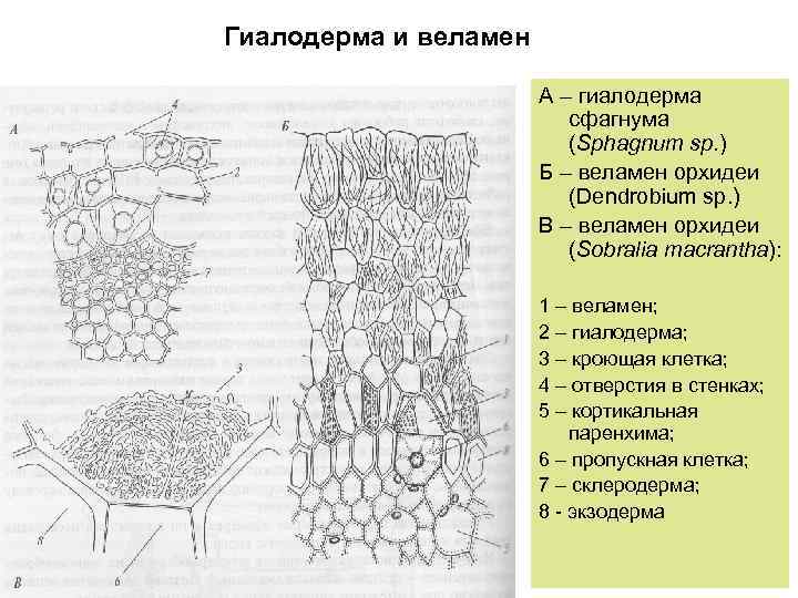 Гиалодерма и веламен А – гиалодерма сфагнума (Sphagnum sp. ) Б – веламен орхидеи