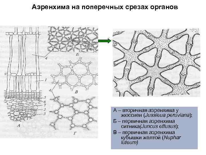 Аэренхима на поперечных срезах органов А – вторичная аэренхима у жюссиеи (Jussieua peruviana); Б