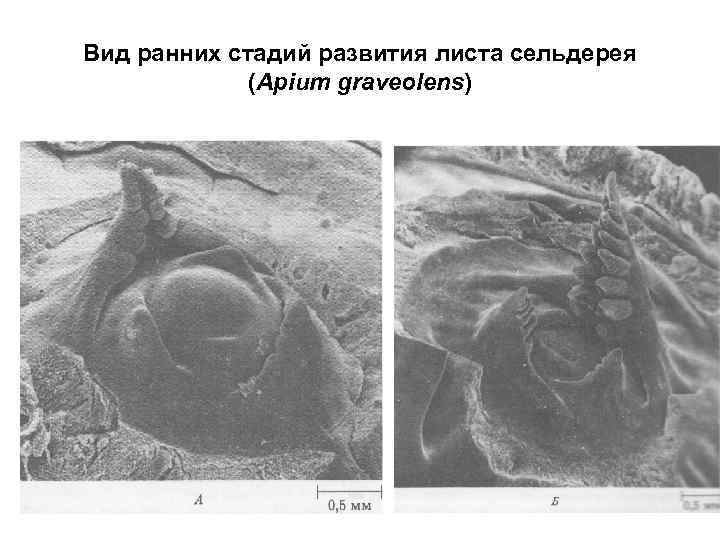 Вид ранних стадий развития листа сельдерея (Apium graveolens) 