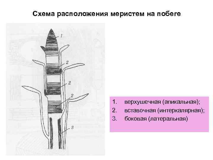 Вставочный рост побега