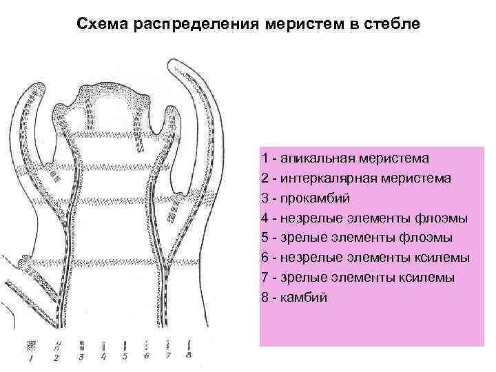 Апикальная латеральная