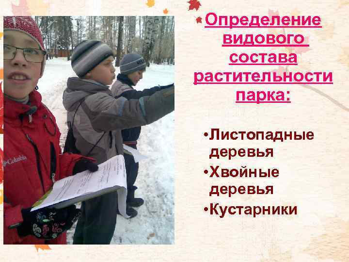 Определение видового состава растительности парка: • Листопадные деревья • Хвойные деревья • Кустарники 