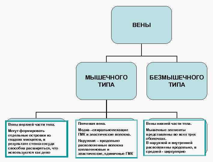 ВЕНЫ МЫШЕЧНОГО ТИПА БЕЗМЫШЕЧНОГО ТИПА Вены верхней части тела. Плечевая вена. Вены нижней части