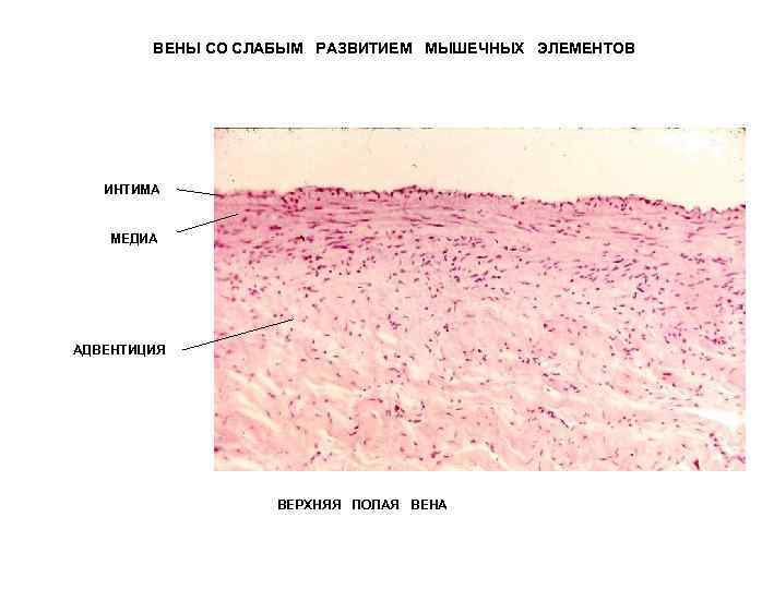 Артерия мышечного типа гистология рисунок с подписями