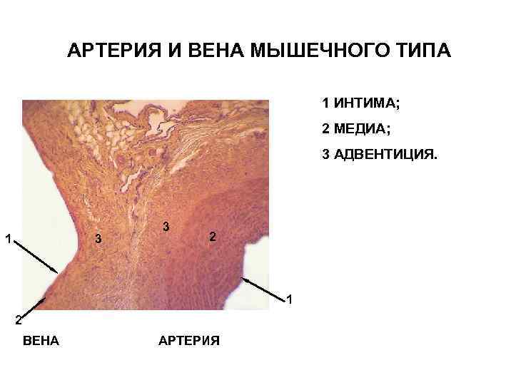 АРТЕРИЯ И ВЕНА МЫШЕЧНОГО ТИПА 1 ИНТИМА; 2 МЕДИА; 3 АДВЕНТИЦИЯ. 1 3 3