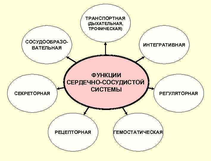 ТРАНСПОРТНАЯ (ДЫХАТЕЛЬНАЯ, ТРОФИЧЕСКАЯ) СОСУДООБРАЗОВАТЕЛЬНАЯ СЕКРЕТОРНАЯ ИНТЕГРАТИВНАЯ ФУНКЦИИ СЕРДЕЧНО-СОСУДИСТОЙ СИСТЕМЫ РЕЦЕПТОРНАЯ РЕГУЛЯТОРНАЯ ГЕМОСТАТИЧЕСКАЯ 