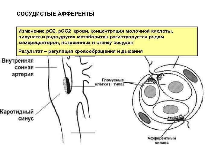 СОСУДИСТЫЕ АФФЕРЕНТЫ Изменение р. О 2, р. СО 2 крови, концентрация молочной кислоты, пирувата