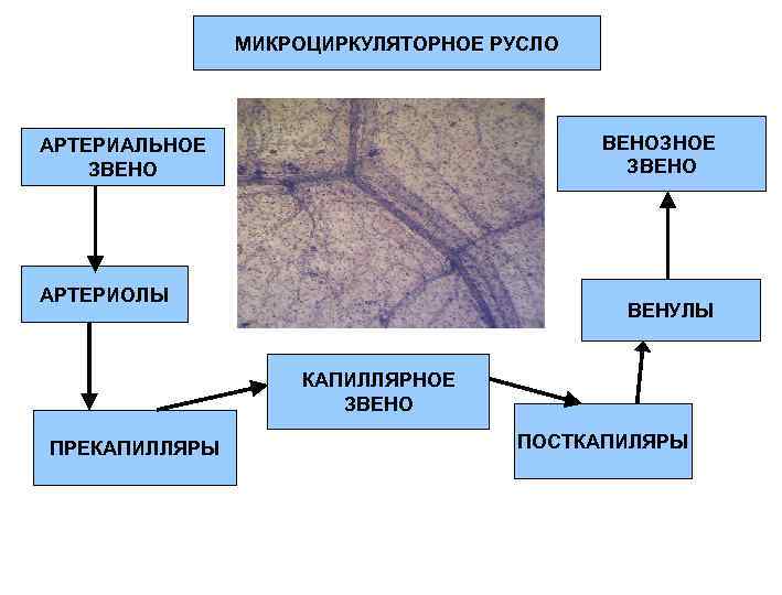 МИКРОЦИРКУЛЯТОРНОЕ РУСЛО ВЕНОЗНОЕ ЗВЕНО АРТЕРИАЛЬНОЕ ЗВЕНО АРТЕРИОЛЫ ВЕНУЛЫ КАПИЛЛЯРНОЕ ЗВЕНО ПРЕКАПИЛЛЯРЫ ПОСТКАПИЛЯРЫ 