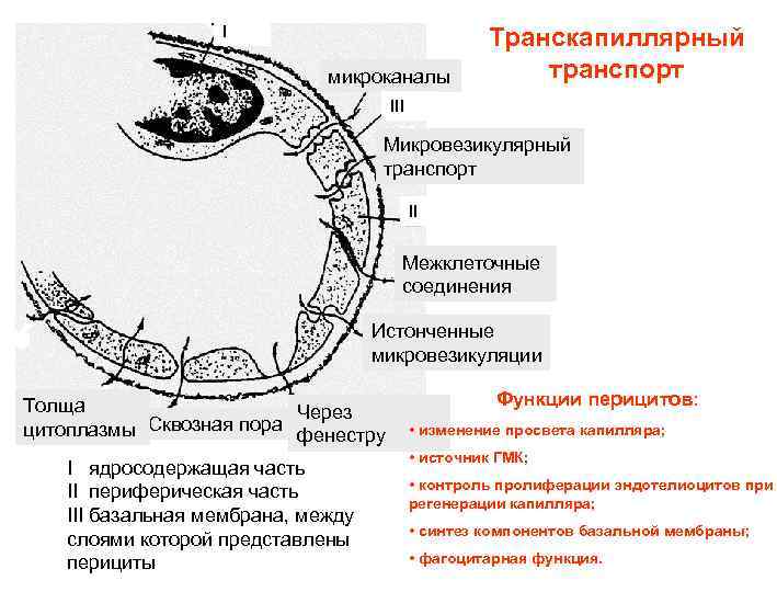 I микроканалы Транскапиллярный транспорт III Микровезикулярный транспорт II Межклеточные соединения Истонченные микровезикуляции Толща Через