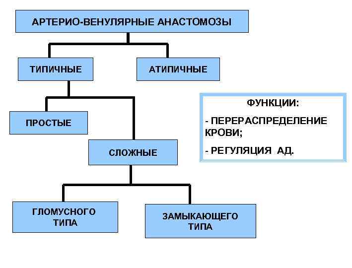 АРТЕРИО-ВЕНУЛЯРНЫЕ АНАСТОМОЗЫ ТИПИЧНЫЕ АТИПИЧНЫЕ ФУНКЦИИ: - ПЕРЕРАСПРЕДЕЛЕНИЕ КРОВИ; ПРОСТЫЕ СЛОЖНЫЕ ГЛОМУСНОГО ТИПА - РЕГУЛЯЦИЯ