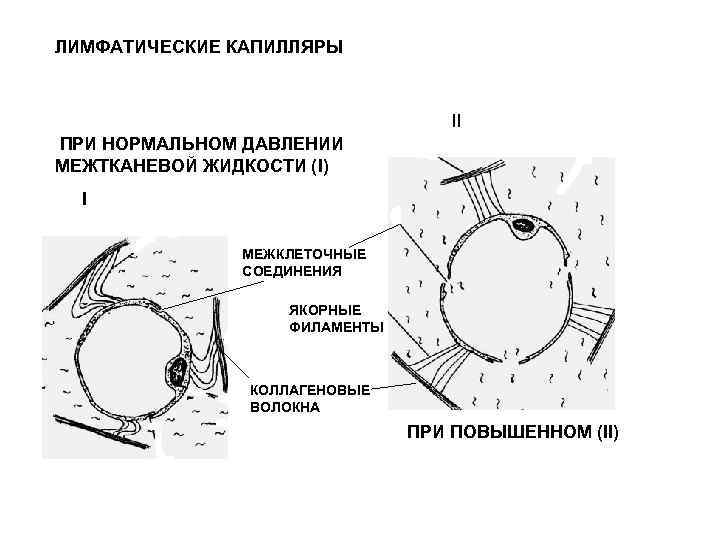 ЛИМФАТИЧЕСКИЕ КАПИЛЛЯРЫ II ПРИ НОРМАЛЬНОМ ДАВЛЕНИИ МЕЖТКАНЕВОЙ ЖИДКОСТИ (I) I МЕЖКЛЕТОЧНЫЕ СОЕДИНЕНИЯ ЯКОРНЫЕ ФИЛАМЕНТЫ