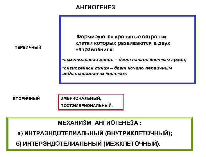 АНГИОГЕНЕЗ ПЕРВИЧНЫЙ Формируются кровяные островки, клетки которых развиваются в двух направлениях: • гематогенная линия