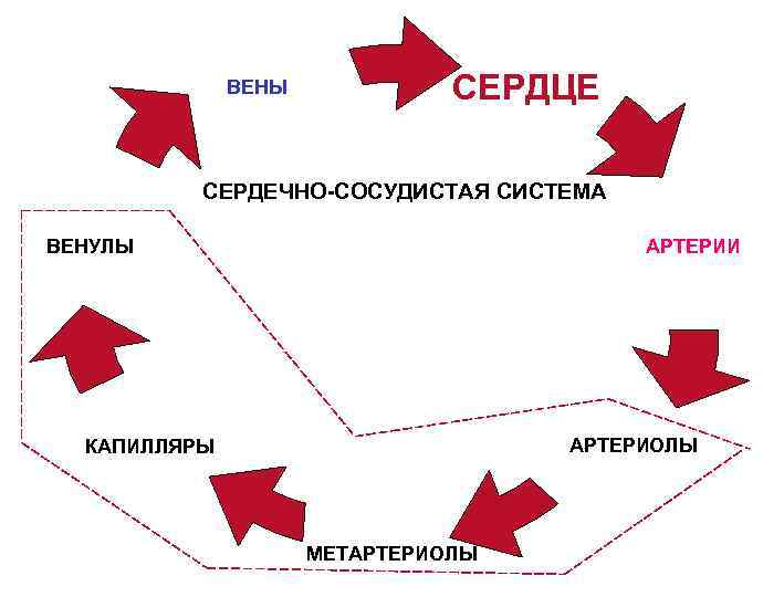 ВЕНЫ СЕРДЦЕ СЕРДЕЧНО-СОСУДИСТАЯ СИСТЕМА АРТЕРИИ ВЕНУЛЫ АРТЕРИОЛЫ КАПИЛЛЯРЫ МЕТАРТЕРИОЛЫ 