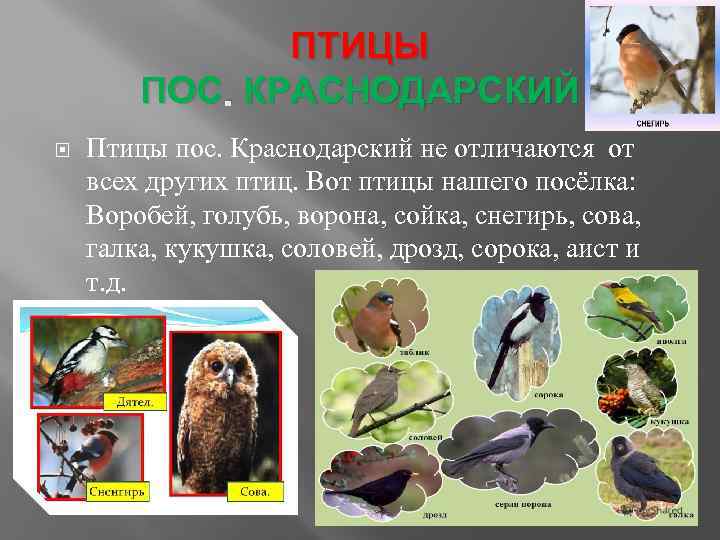 ПТИЦЫ ПОС. КРАСНОДАРСКИЙ Птицы пос. Краснодарский не отличаются от всех других птиц. Вот птицы