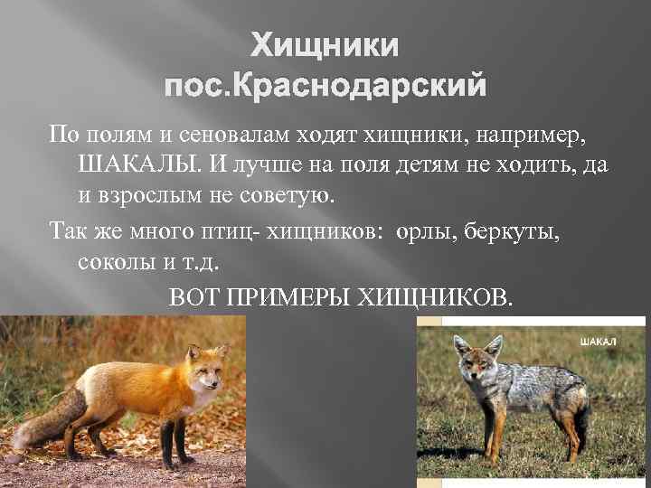 Хищники пос. Краснодарский По полям и сеновалам ходят хищники, например, ШАКАЛЫ. И лучше на