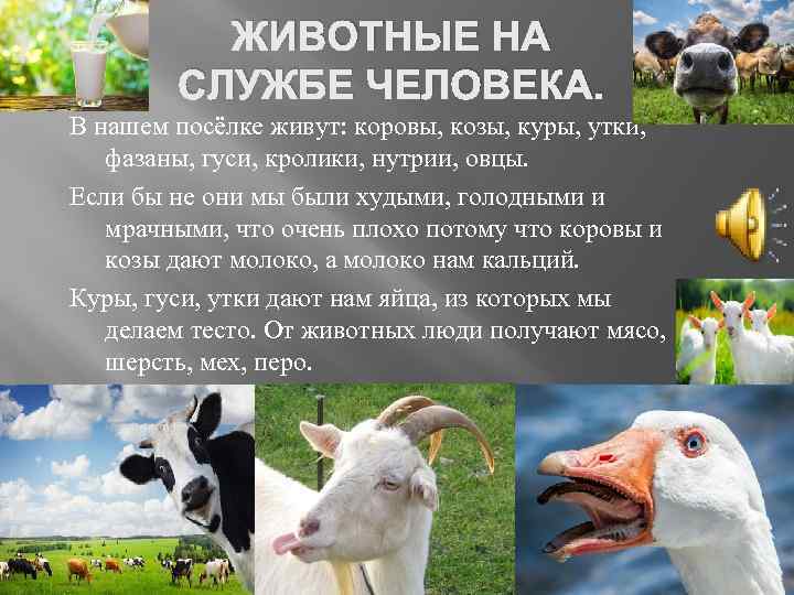 ЖИВОТНЫЕ НА СЛУЖБЕ ЧЕЛОВЕКА. В нашем посёлке живут: коровы, козы, куры, утки, фазаны, гуси,