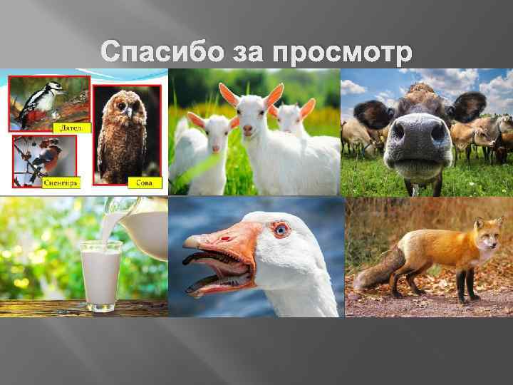 Спасибо за просмотр 