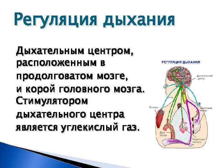 Регуляция дыхания Дыхательным центром, расположенным в продолговатом мозге, и корой головного мозга. Стимулятором дыхательного