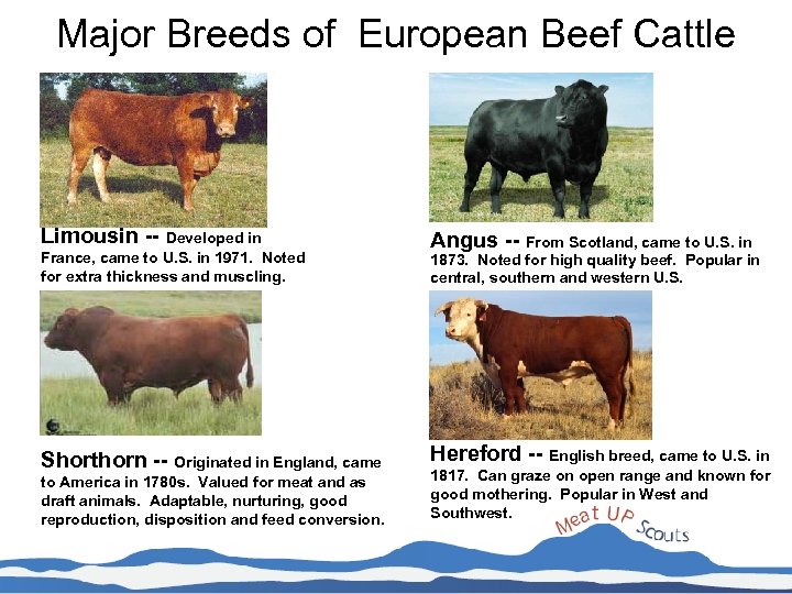 Major Breeds of European Beef Cattle Limousin -- Developed in France, came to U.
