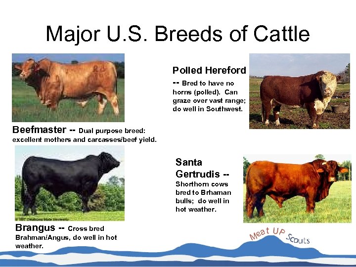 Major U. S. Breeds of Cattle Polled Hereford -- Bred to have no horns