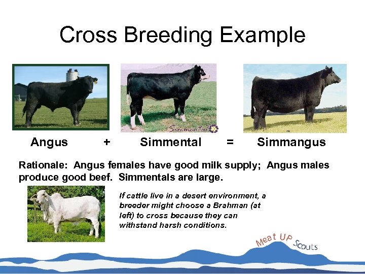 Cross Breeding Example Angus + Simmental = Simmangus Rationale: Angus females have good milk
