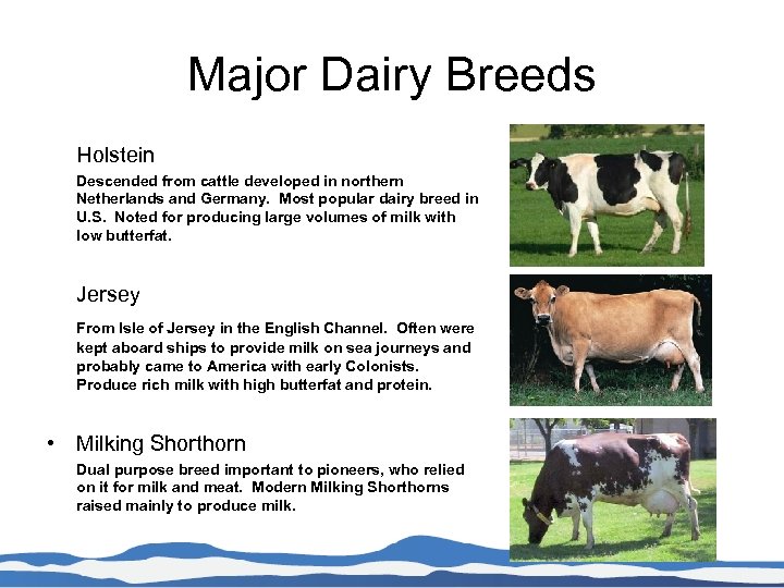 Major Dairy Breeds Holstein Descended from cattle developed in northern Netherlands and Germany. Most