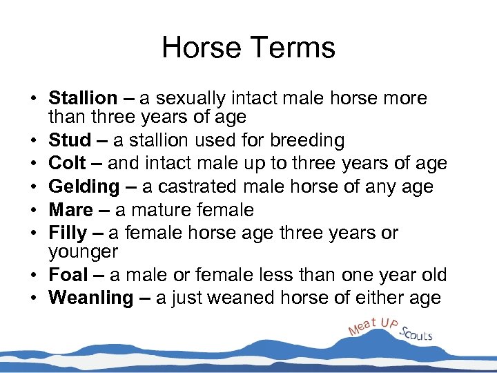 Horse Terms • Stallion – a sexually intact male horse more than three years