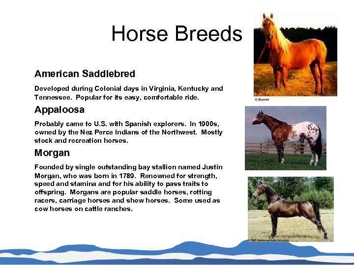Horse Breeds American Saddlebred Developed during Colonial days in Virginia, Kentucky and Tennessee. Popular