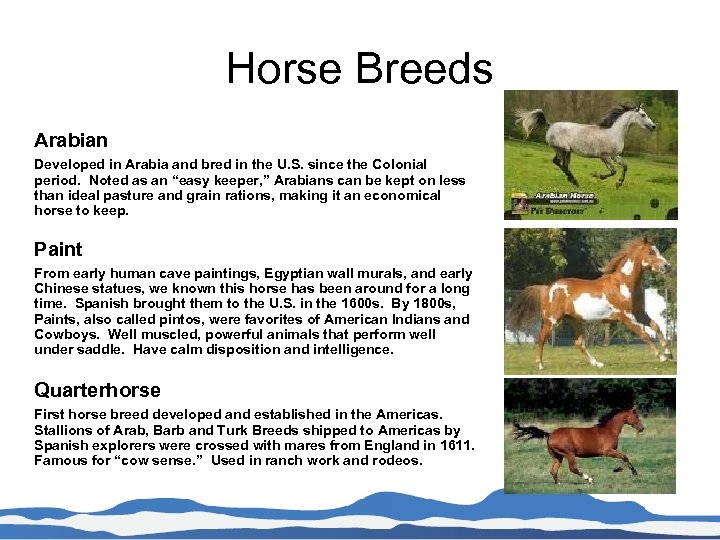Horse Breeds Arabian Developed in Arabia and bred in the U. S. since the