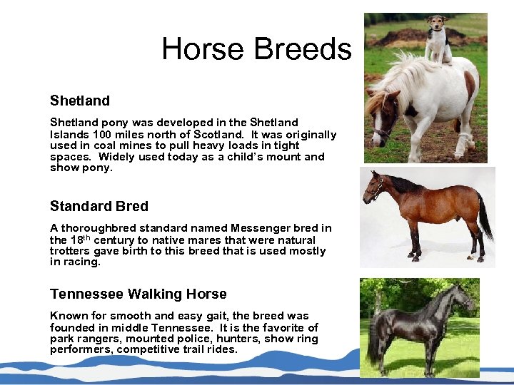 Horse Breeds Shetland pony was developed in the Shetland Islands 100 miles north of