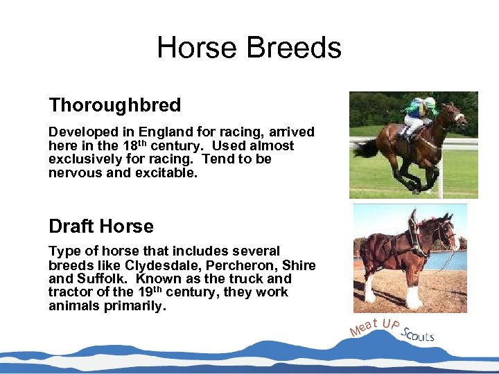 Horse Breeds Thoroughbred Developed in England for racing, arrived here in the 18 th