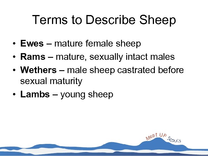 Terms to Describe Sheep • Ewes – mature female sheep • Rams – mature,