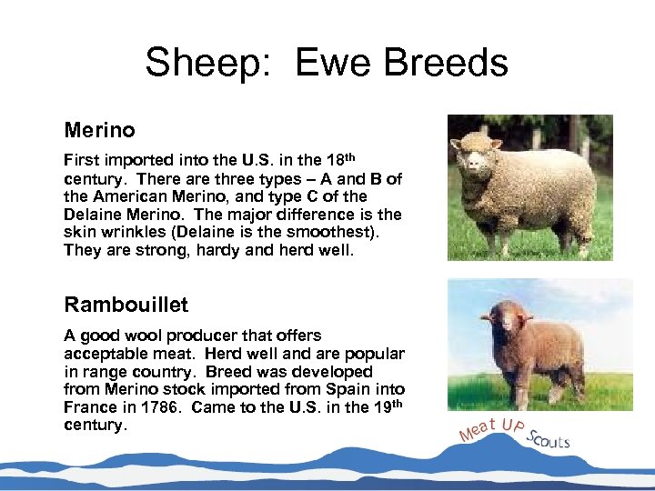 Sheep: Ewe Breeds Merino First imported into the U. S. in the 18 th