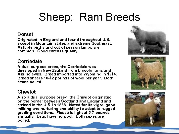 Sheep: Ram Breeds Dorset Originated in England found throughout U. S. except in Mountain