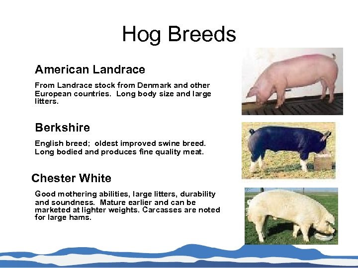 Hog Breeds American Landrace From Landrace stock from Denmark and other European countries. Long