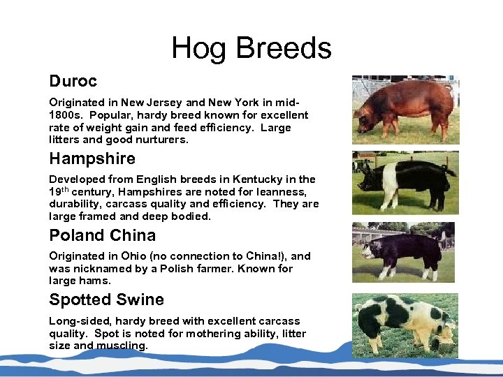 Hog Breeds Duroc Originated in New Jersey and New York in mid 1800 s.