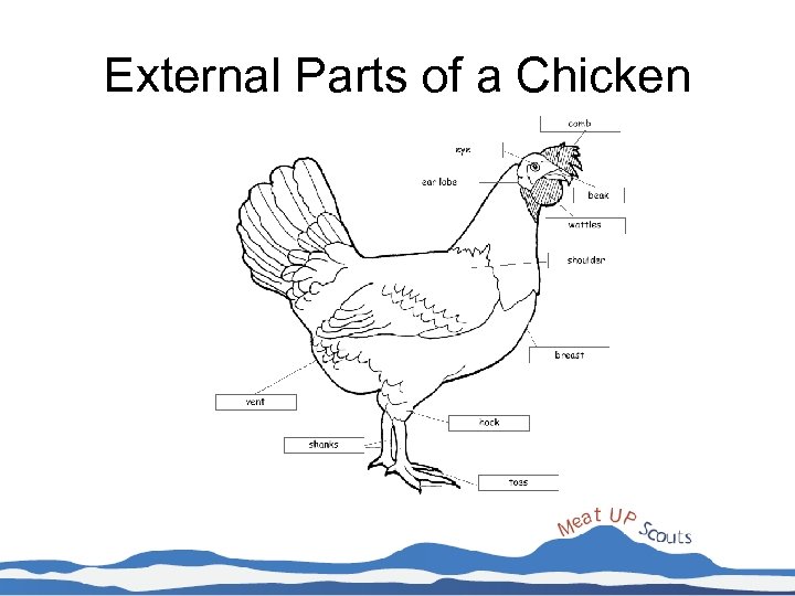 External Parts of a Chicken 