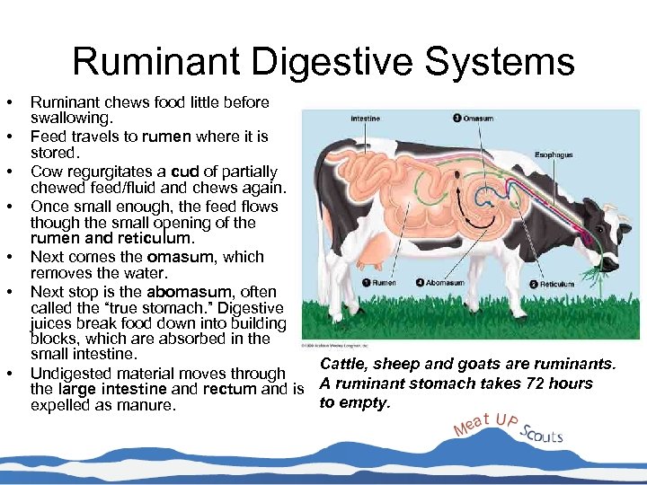 Ruminant Digestive Systems • • Ruminant chews food little before swallowing. Feed travels to