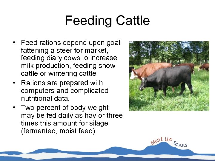 Feeding Cattle • Feed rations depend upon goal: fattening a steer for market, feeding
