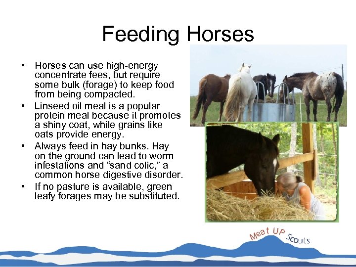 Feeding Horses • Horses can use high-energy concentrate fees, but require some bulk (forage)