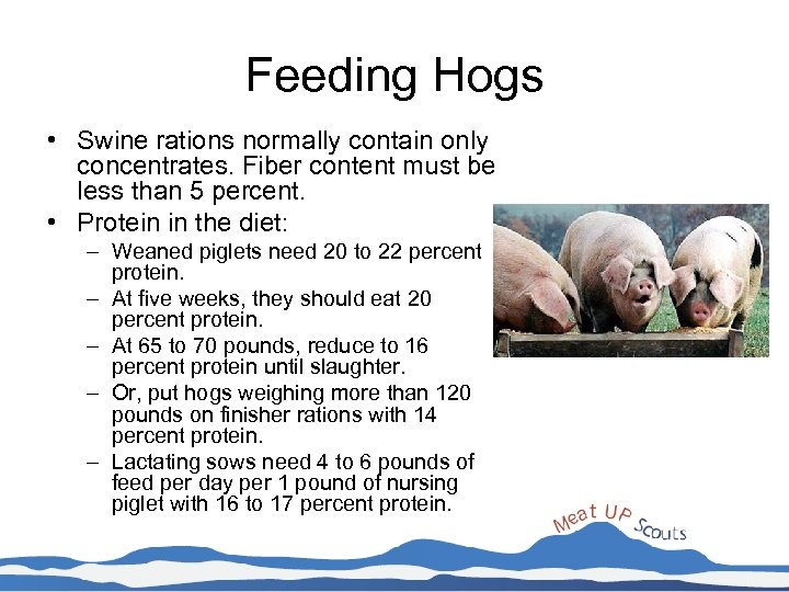 Feeding Hogs • Swine rations normally contain only concentrates. Fiber content must be less