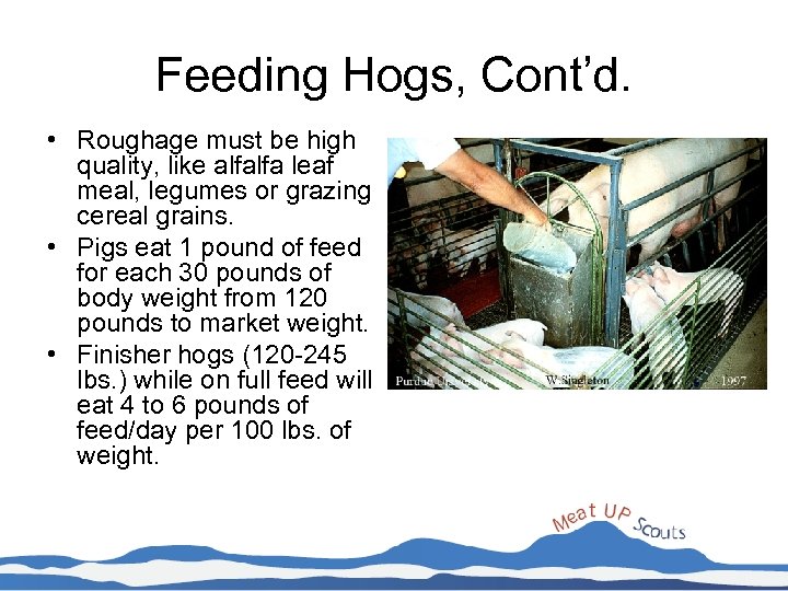 Feeding Hogs, Cont’d. • Roughage must be high quality, like alfalfa leaf meal, legumes