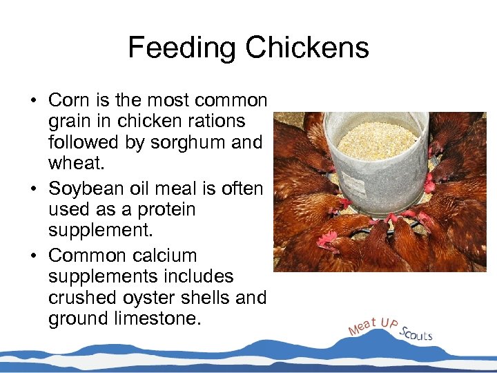Feeding Chickens • Corn is the most common grain in chicken rations followed by