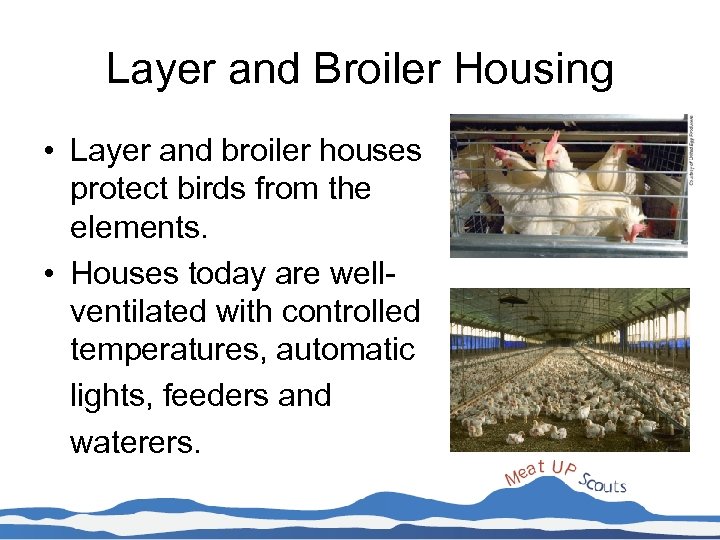 Layer and Broiler Housing • Layer and broiler houses protect birds from the elements.